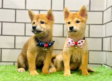 Shiba inu mka and microchip