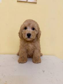 Maltipoo 👉🏻 Female   1st vaccine & deworm done