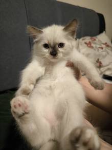 Siamese kitten cat