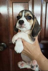 beagle 