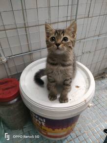 Non standard munchkin 