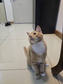 4-month-old kitten for rehome