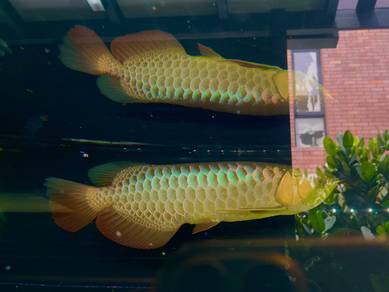 Arowana Malaysia