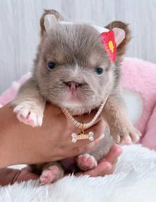 FRENCH BULLDOG PUPPIES 🌻VIP131 Long Fur / Boy
