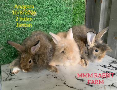 Anggora