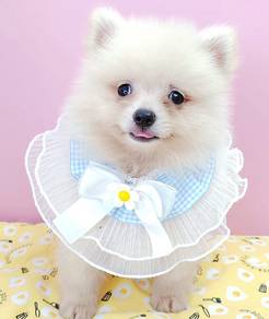 Mini Pomeranian