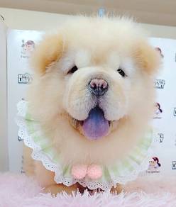 Chow Chow