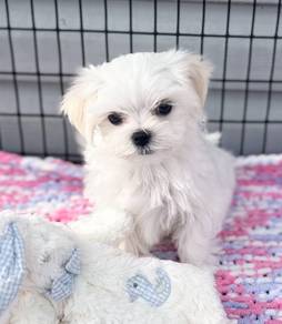 Barky Maltese Cute Long Hair Puppy Puppy Dog