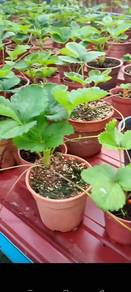 Anak pokok strawberry 