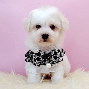 Bichon