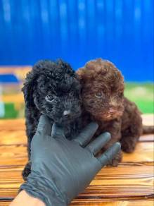 PureBred Toy Poodles