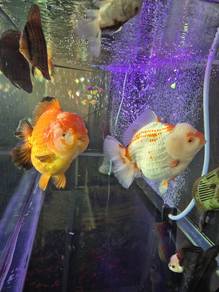 Goldfish 