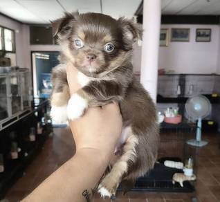 CHIHUAHUA PUPPIES 159🌷Head Apple Bonnie Dog Girl