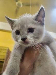 British Shorthair White colour 