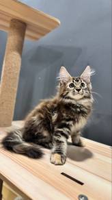 mainecoon