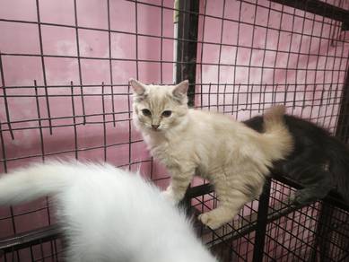 DLH Kittens 