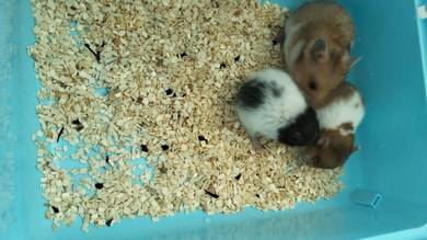 Syrian Hamster