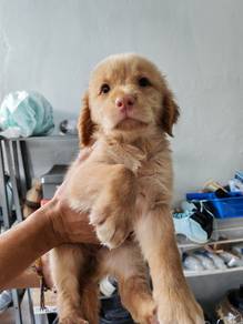 Golden retriever pure breed