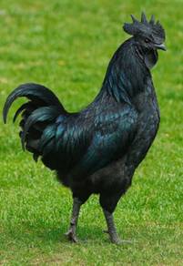 Anak ayam Cemani chick chicken bird 