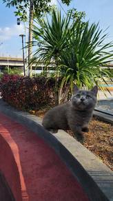 British shorthair munchkin 