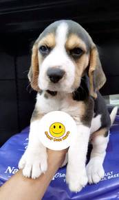 QRR5000 Beagle puppy 2 months old