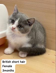 British short hair Cat