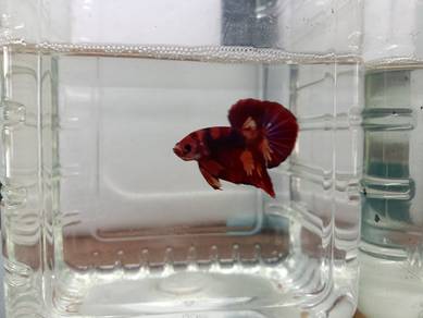 Hmpk Candy Betta / Ikan laga