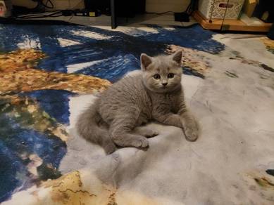 BSH kitten for sale