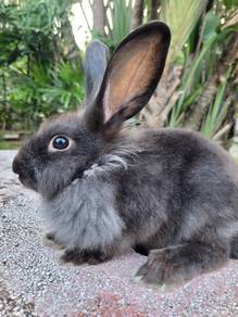 Arnab Lionhead comel 🐰🐰🐰