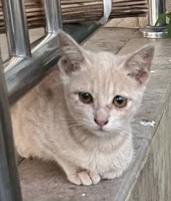 kucing free