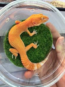 Leopard Gecko