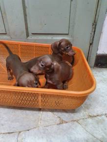 Lovely Dachshund