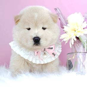 Chow Chow