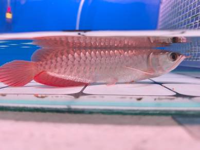 Super Red Arowana  5-6"
