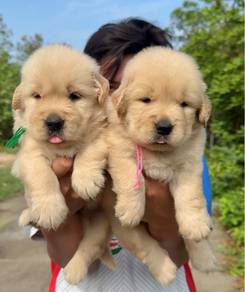 Golden Retriever Puppy 033