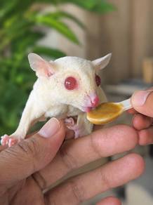 sugar glider