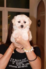 J0930 Maltese Playful Happy Little Puppy