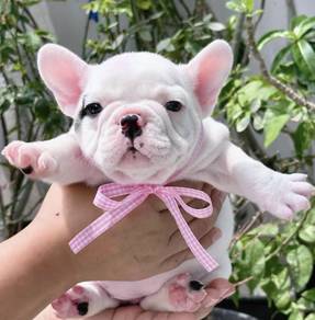 FRENCH BULLDOG PUPPIES 🌻S171 Charming Girl