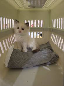 ragdoll