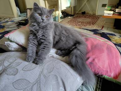 British longhair for sell