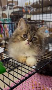 Persian semi flat face