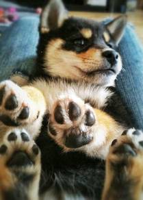 Trusting Shiba Inu Fox Face Curly Tail Baby Puppy