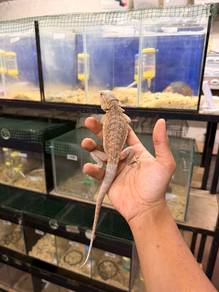 bearded dragon
