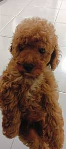 Brown Toy Poodles