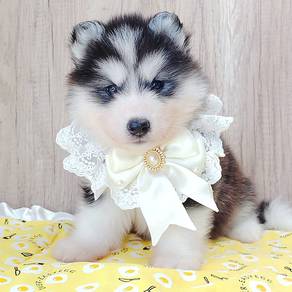 Husky