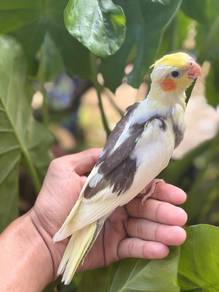 burung cockatiel yellow pied bird parrot