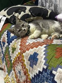 bsh