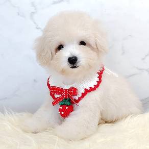 Maltipoo
