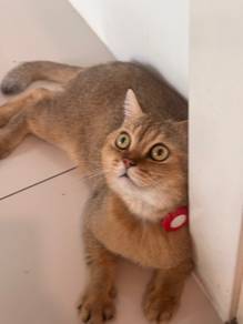 British Short Hair Golden (BSH)
