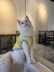 4 Mainecoon for sale